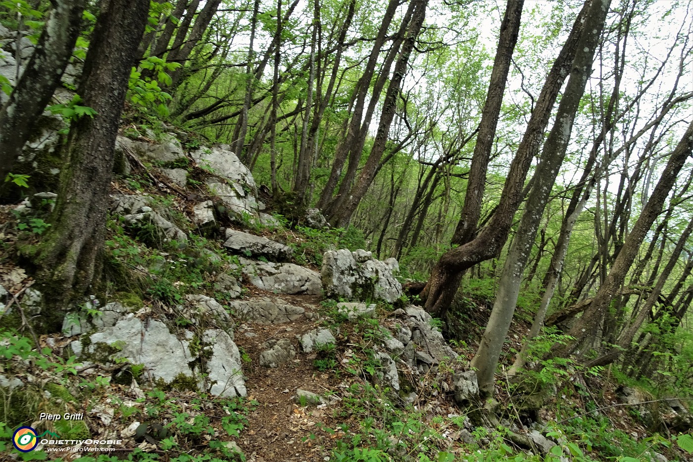 61 In saliscendi su sentiero anche su roccette nel bosco di carpini neri.JPG